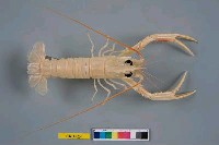 藏品(臺灣後海螯蝦)的圖片